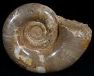 Smooth Shelled Ammonite Madagascar - #6473-1